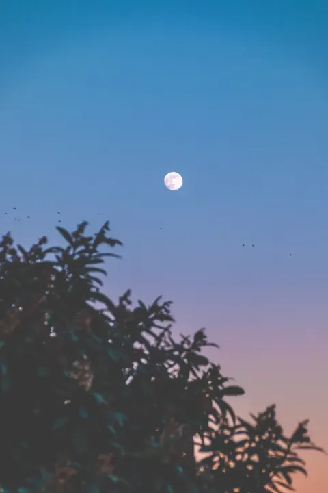 Moon Tree Phone Wallpaper · moon · 1440×2160