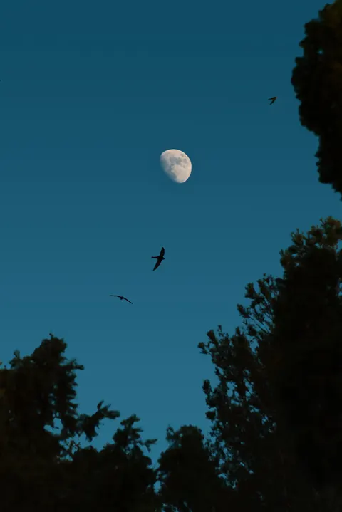 Moon Tree Phone Wallpaper · moon · 1440×2157