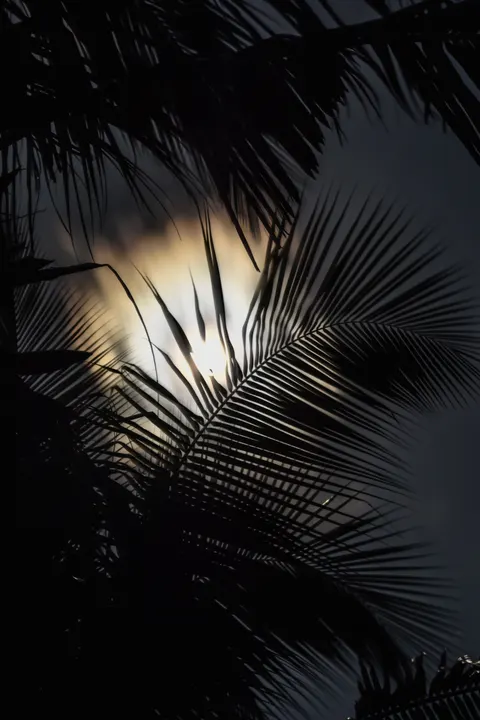 Moon Tree Phone Wallpaper · moon · 1440×2160