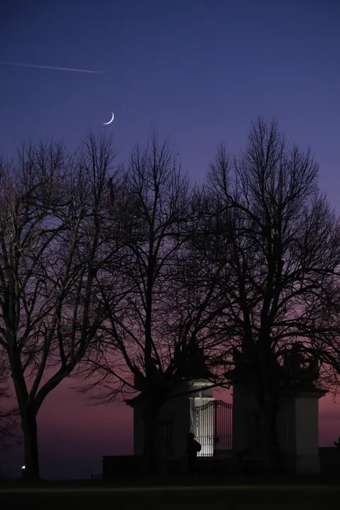 Moon Tree Phone Wallpaper · moon · 1440×2160
