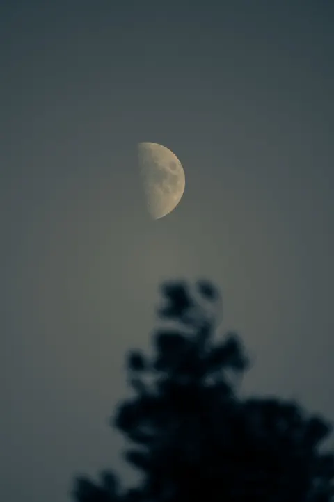 Moon Tree Phone Wallpaper · moon · 1440×2166