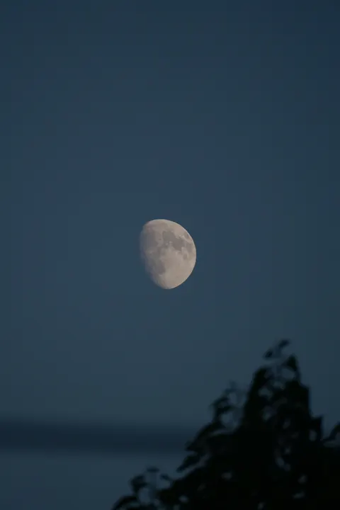 Moon Tree Phone Wallpaper · moon · 1440×2160