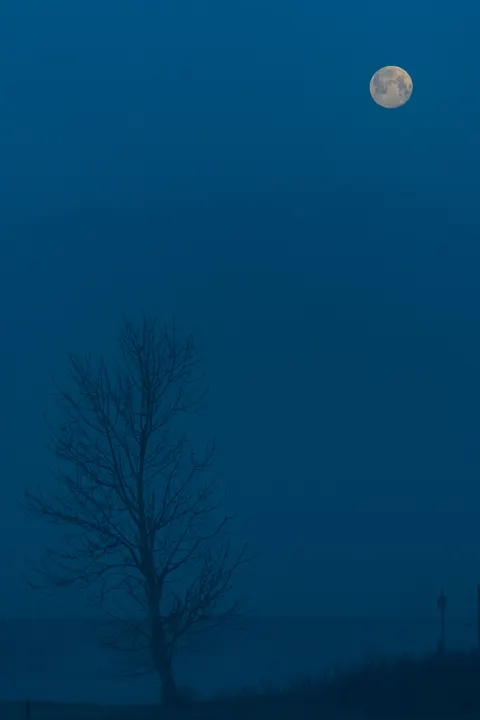 Moon Tree Phone Wallpaper · moon · 1440×2160