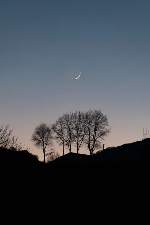Moon Tree Phone Wallpaper · moon · 1440×2160