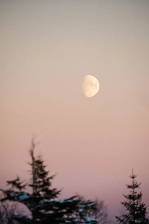 Moon Tree Phone Wallpaper · moon · 1440×2160