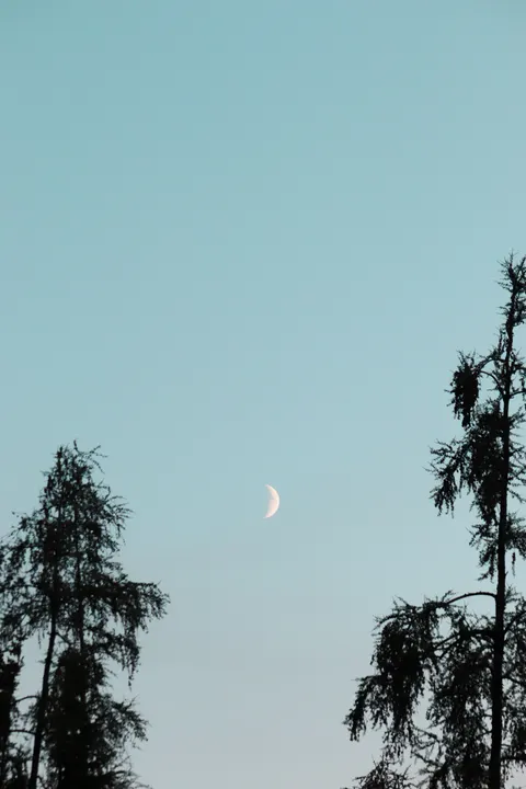 Moon Tree Phone Wallpaper · moon · 1440×2160