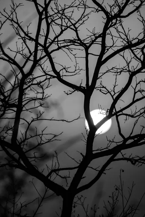 Moon Tree Phone Wallpaper · moon · 1440×2160