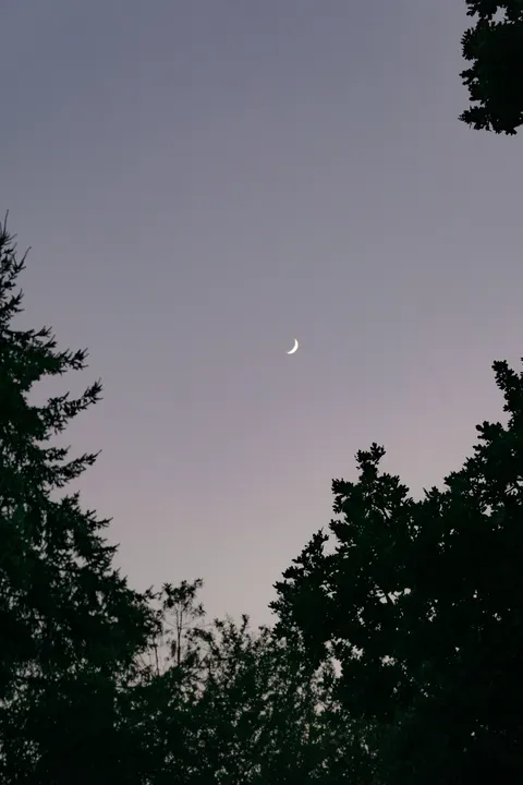 Moon Tree Phone Wallpaper · moon · 1440×2160