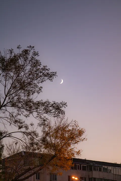 Moon Tree Phone Wallpaper · moon · 1440×2160