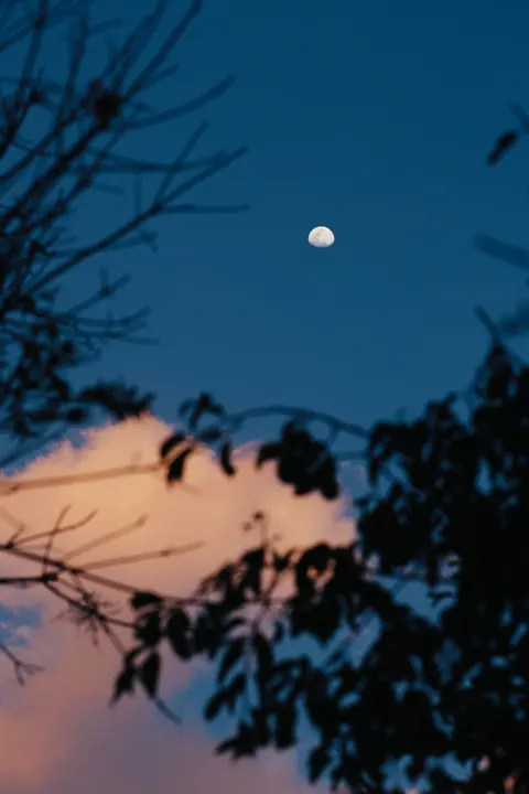 Moon Tree Phone Wallpaper · moon · 1440×2160