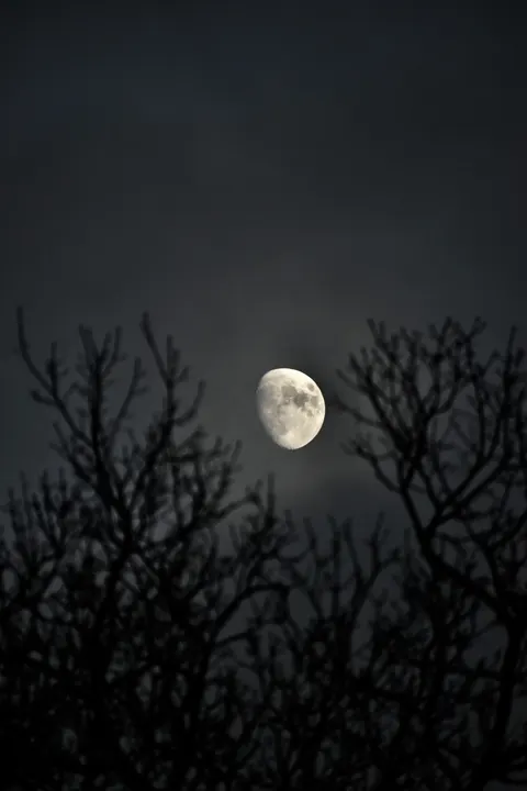 Moon Tree Phone Wallpaper · moon · 1440×2160