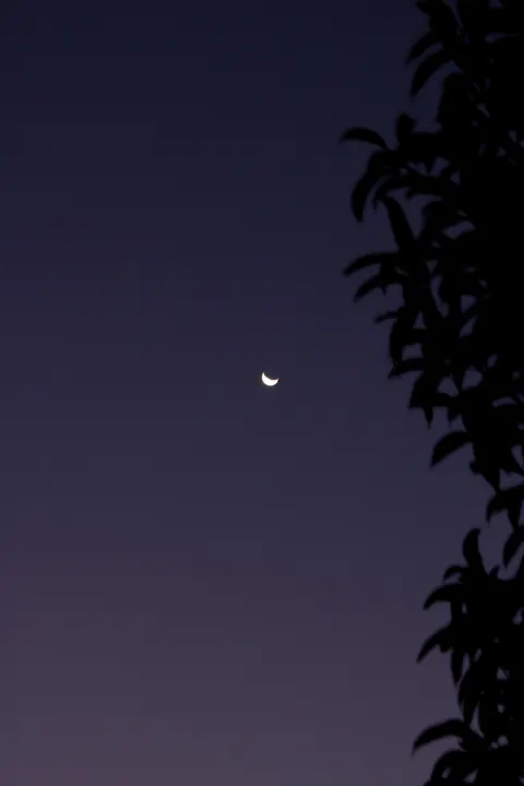 Moon Tree Phone Wallpaper · moon · 1440×2160