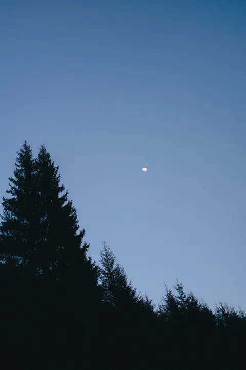 Moon Tree Phone Wallpaper · moon · 1440×2164