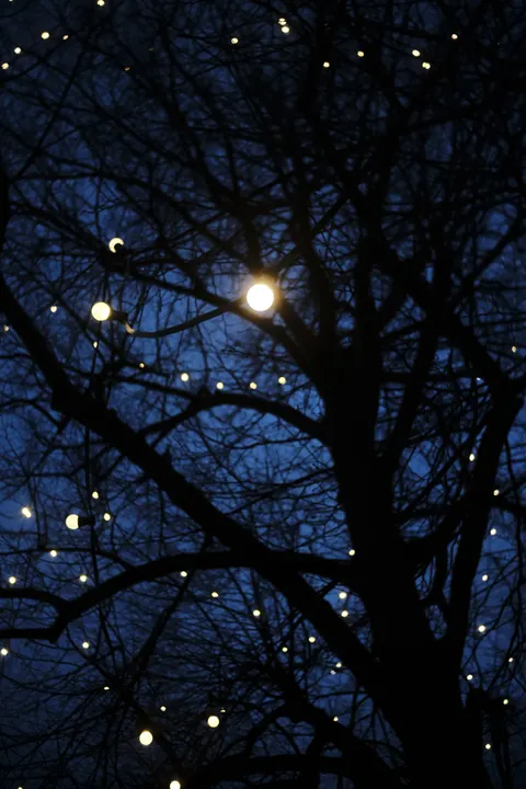 Moon Tree Phone Wallpaper · moon · 1440×2160