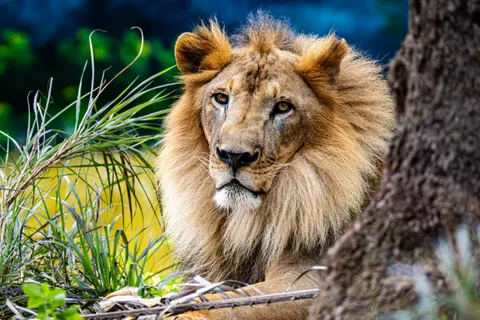 Löwe 4K Hintergrundbild · animals · 3840×2560