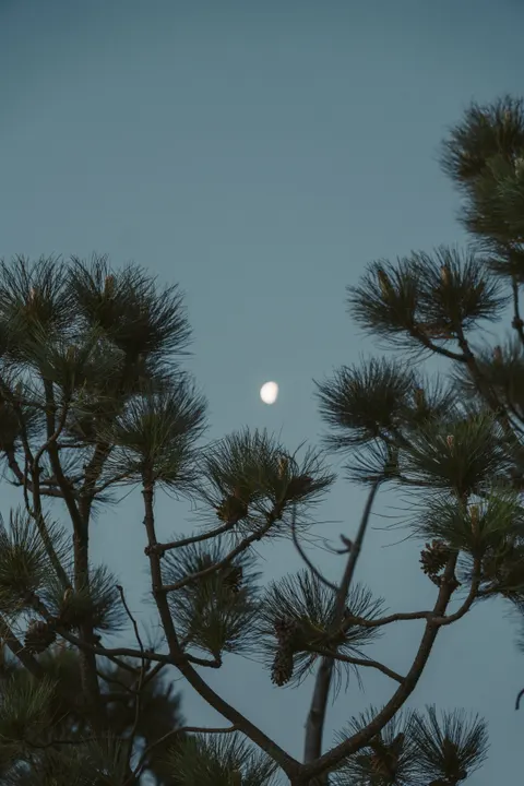 Moon Tree Phone Wallpaper · moon · 1440×2160