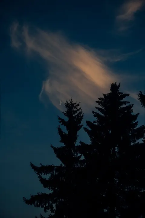 Moon Tree Phone Wallpaper · moon · 1440×2160