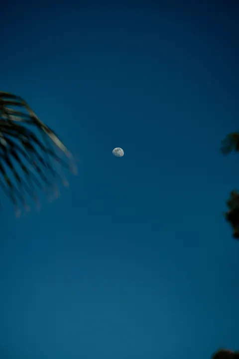 Moon Tree Phone Wallpaper · moon · 1440×2160