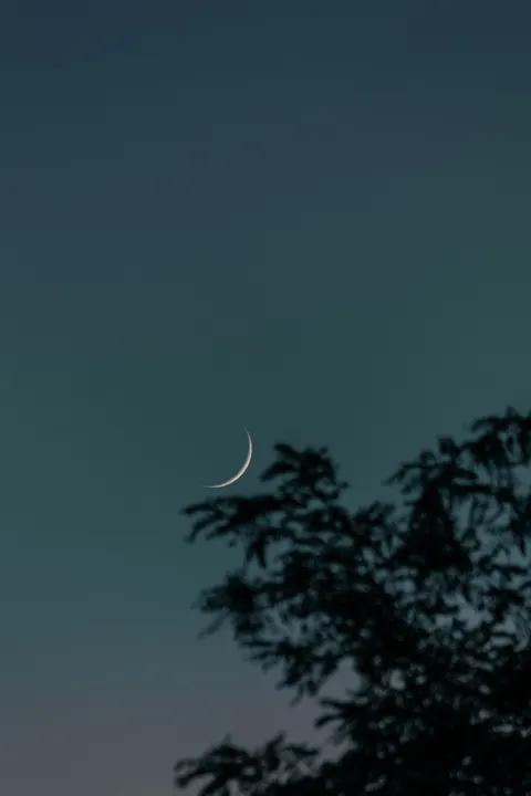 Moon Tree Phone Wallpaper · moon · 1440×2160