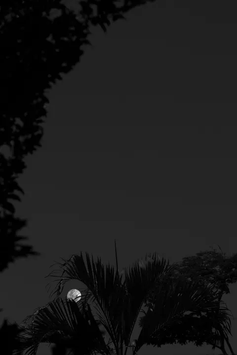 Moon Tree Phone Wallpaper · moon · 1440×2158
