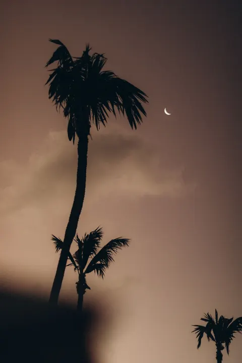 Moon Tree Phone Wallpaper · moon · 1440×2160