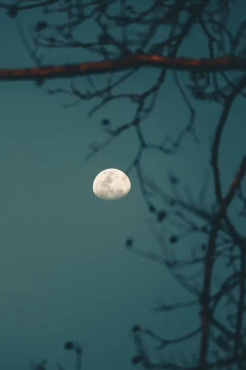 Moon Tree Phone Wallpaper · moon · 1440×2160