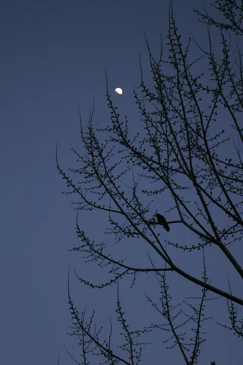 Moon Tree Phone Wallpaper · moon · 1440×2160