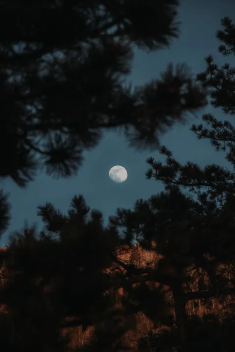 Moon Tree Phone Wallpaper · moon · 1440×2160