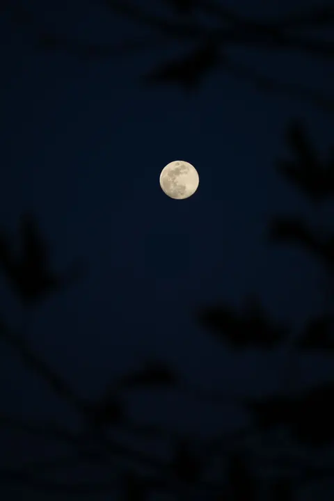 Full Moon Phone Wallpaper · moon · 1440×2160