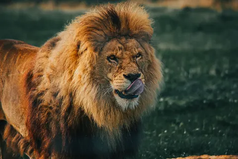 Löwe 4K Hintergrundbild · animals · 3840×2560