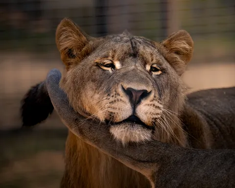 Löwe 4K Hintergrundbild · animals · 3840×3072