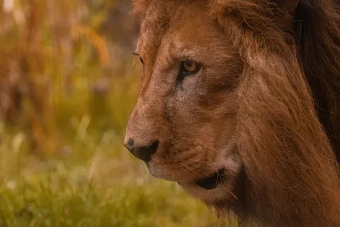 Löwe 4K Hintergrundbild · animals · 3840×2560