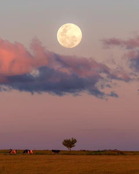Full Moon Phone Wallpaper · moon · 1440×1800