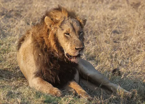 Aslan 4K Duvar Kağıdı · animals · 3840×2763