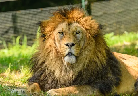 Löwe 4K Hintergrundbild · animals · 3840×2677