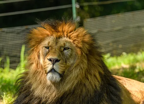 Löwe 4K Hintergrundbild · animals · 3840×2781