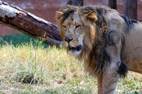Löwe 4K Hintergrundbild · animals · 3840×2560