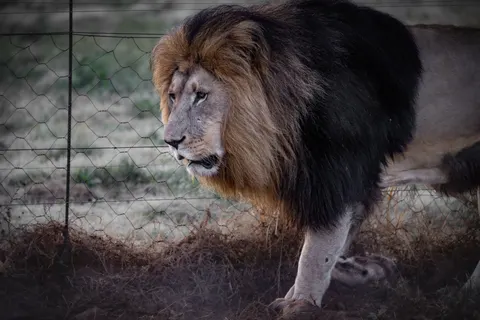 Löwe 4K Hintergrundbild · animals · 3840×2561
