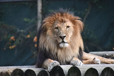 Löwe 4K Hintergrundbild · animals · 3840×2560