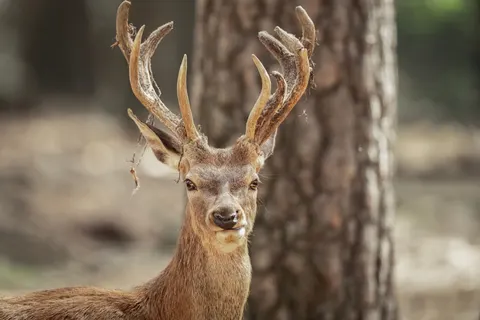 Deer 4K Wallpaper · animals · 3840×2560