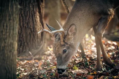 Deer 4K Wallpaper · animals · 3840×2563