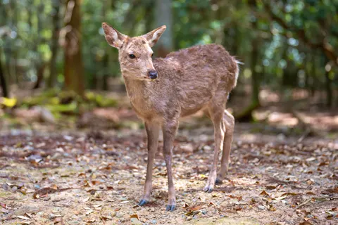 Deer 4K Wallpaper · animals · 3840×2560