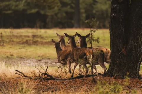 Deer 4K Wallpaper · animals · 3840×2560