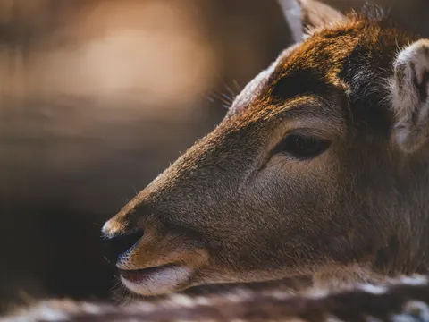 Deer 4K Wallpaper · animals · 3840×2880