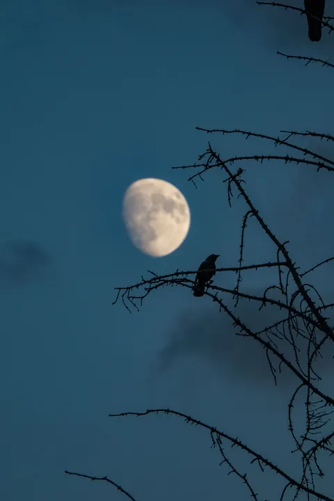 Moon Tree Phone Wallpaper · moon · 1440×2160