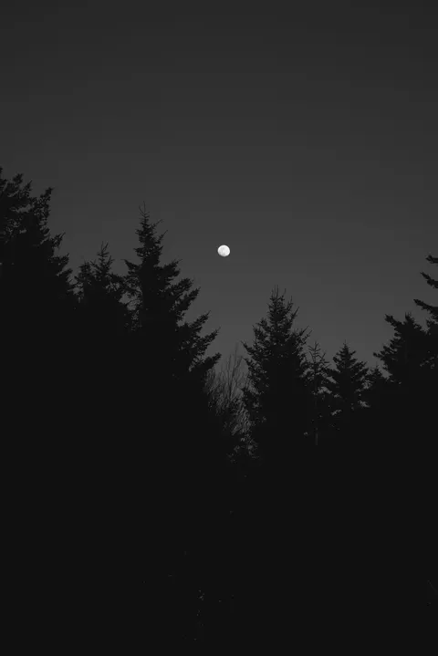 Moon Tree Phone Wallpaper · moon · 1440×2157