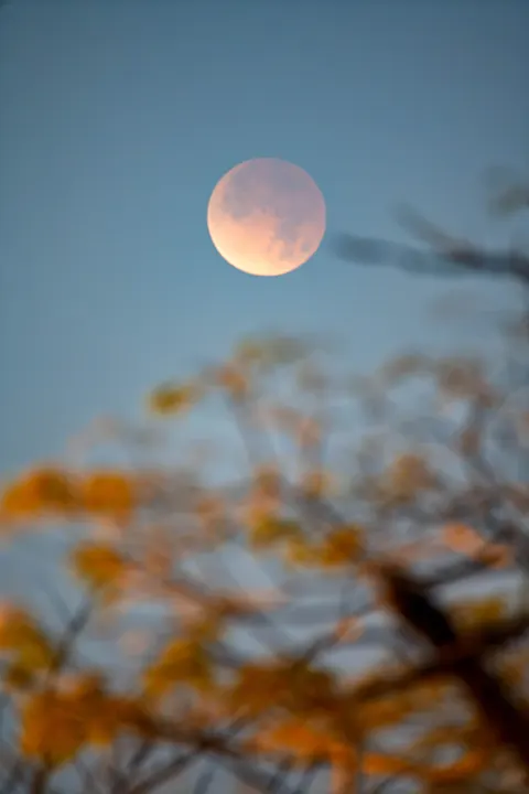 Moon Tree Phone Wallpaper · moon · 1440×2160