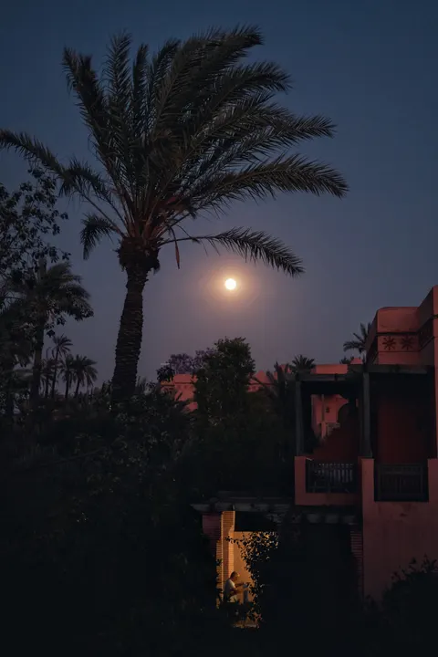 Moon Tree Phone Wallpaper · moon · 1440×2160
