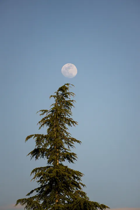Moon Tree Phone Wallpaper · moon · 1440×2160