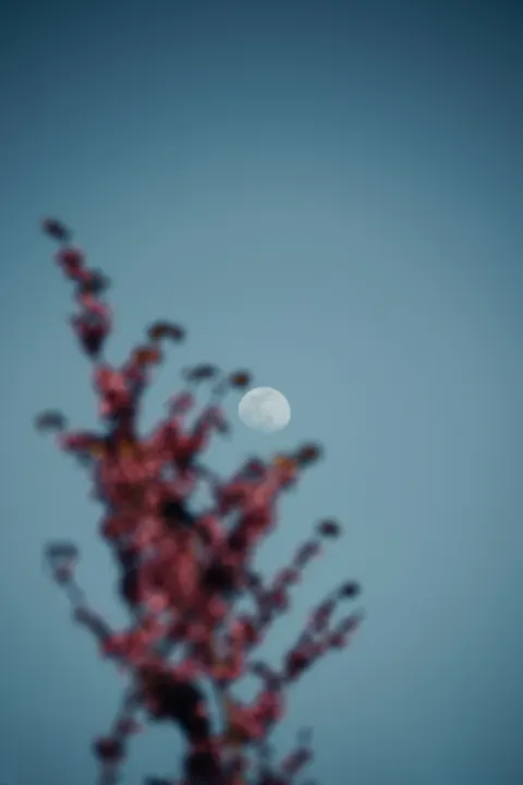 Moon Tree Phone Wallpaper · moon · 1440×2160